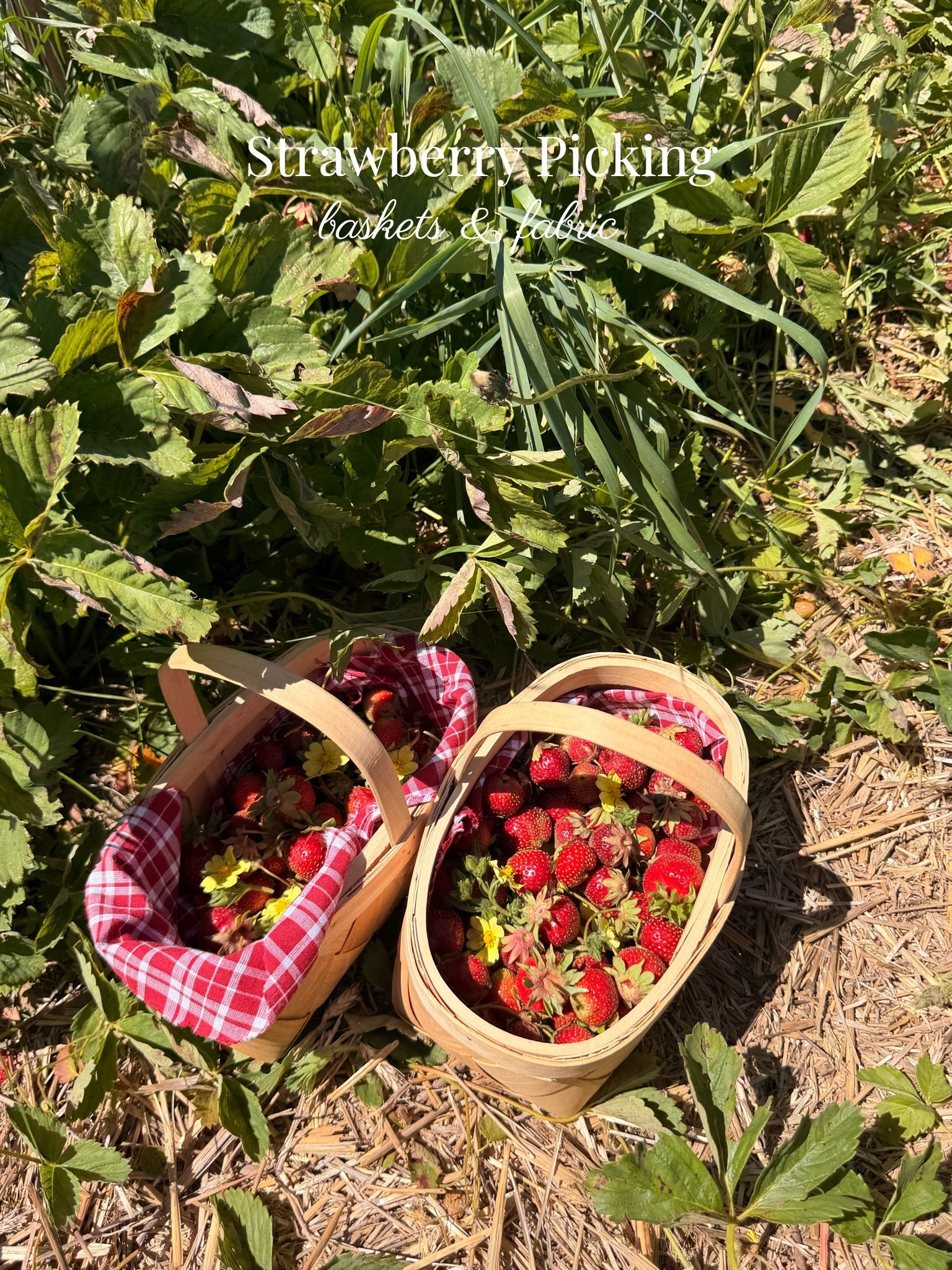 Strawberry picking baskets🍓🧺🌼

#LTKdayinmylife #LTKSeasonal #LTKActive