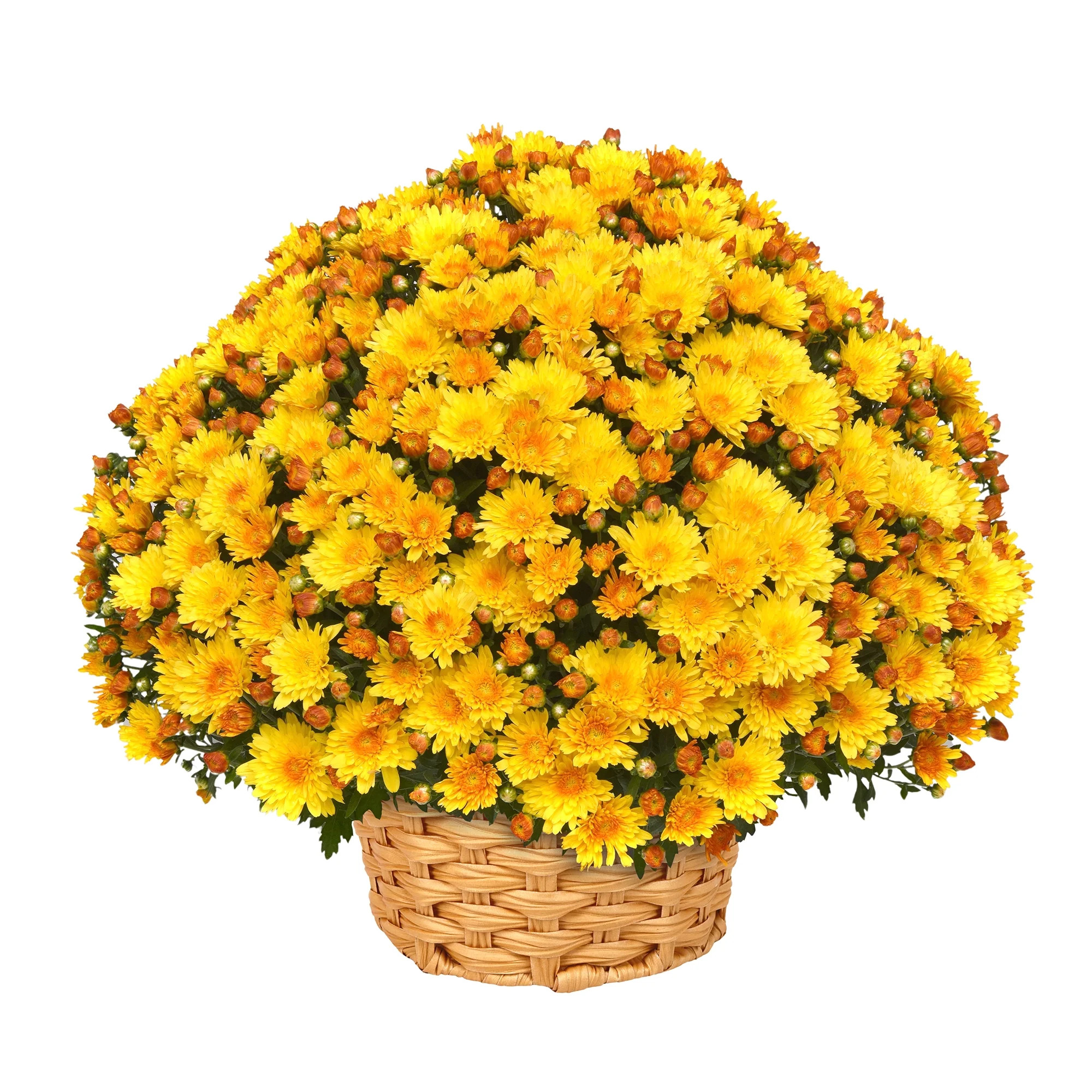 Better Homes & Gardens Sunset Yellow Bicolor Mums Live Plant Garden in 12 in Fall Basket - Walmart.com | Walmart (US)