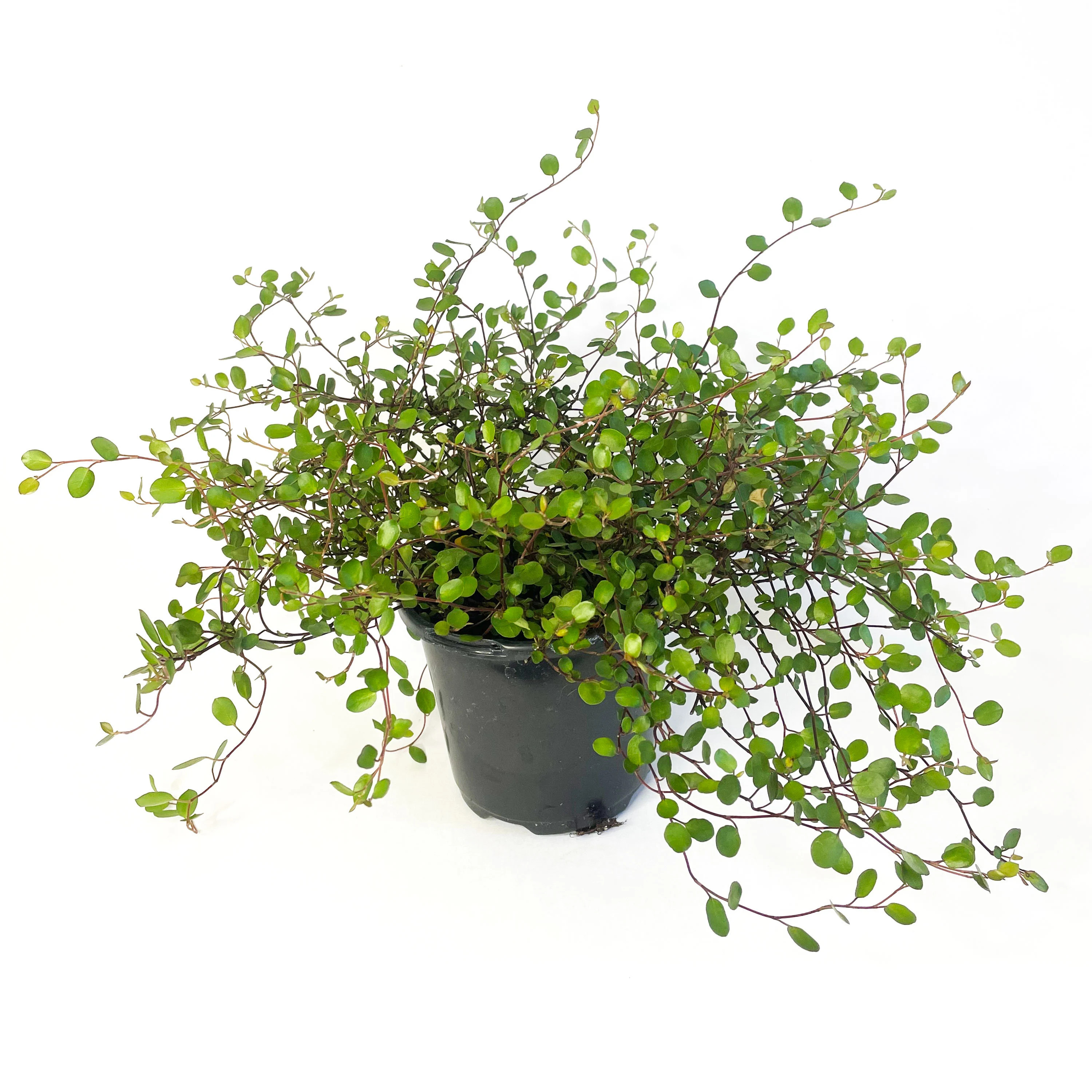 Creeping Wire Vine, Angelvine, Muehlenbeckia complexa, Draping Tiny Leafed Vine, Trailing Topiary Live Plant | Etsy (Global)