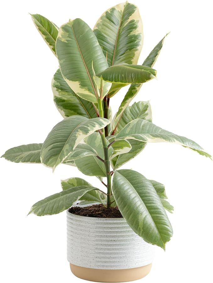Costa Farms Ficus Tineke Live Plant, Easy to Grow Live Indoor Houseplant in Ceramic Plant Pot, Ho... | Amazon (US)