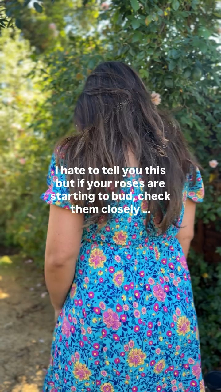 If your roses are starting to bud, take a close look—because that’s usually when aphids show up. 🌹

Aphids love new growth because the tissue is soft and full of sugary plant sap, which makes it the easiest place for them to feed.

The easiest fix? Use a strong spray from your hose and knock them off the buds, stems, and undersides of leaves.

It’s one of the simplest organic pest control tricks for roses, and it works surprisingly well if you do it consistently. 

Hint: this trick works on other flowers with aphids too, like dahlias, zinnias, snapdragons, sweet peas, and many garden perennials.

If you can’t spray every day, I also have a favorite organic insecticide that works great for roses and other garden flowers.

Comment SHOP and I’ll send you the link.

Follow for beginner gardening tips, rose care, and cozy home garden inspiration to help you create a home that feels like you and sparks joy.