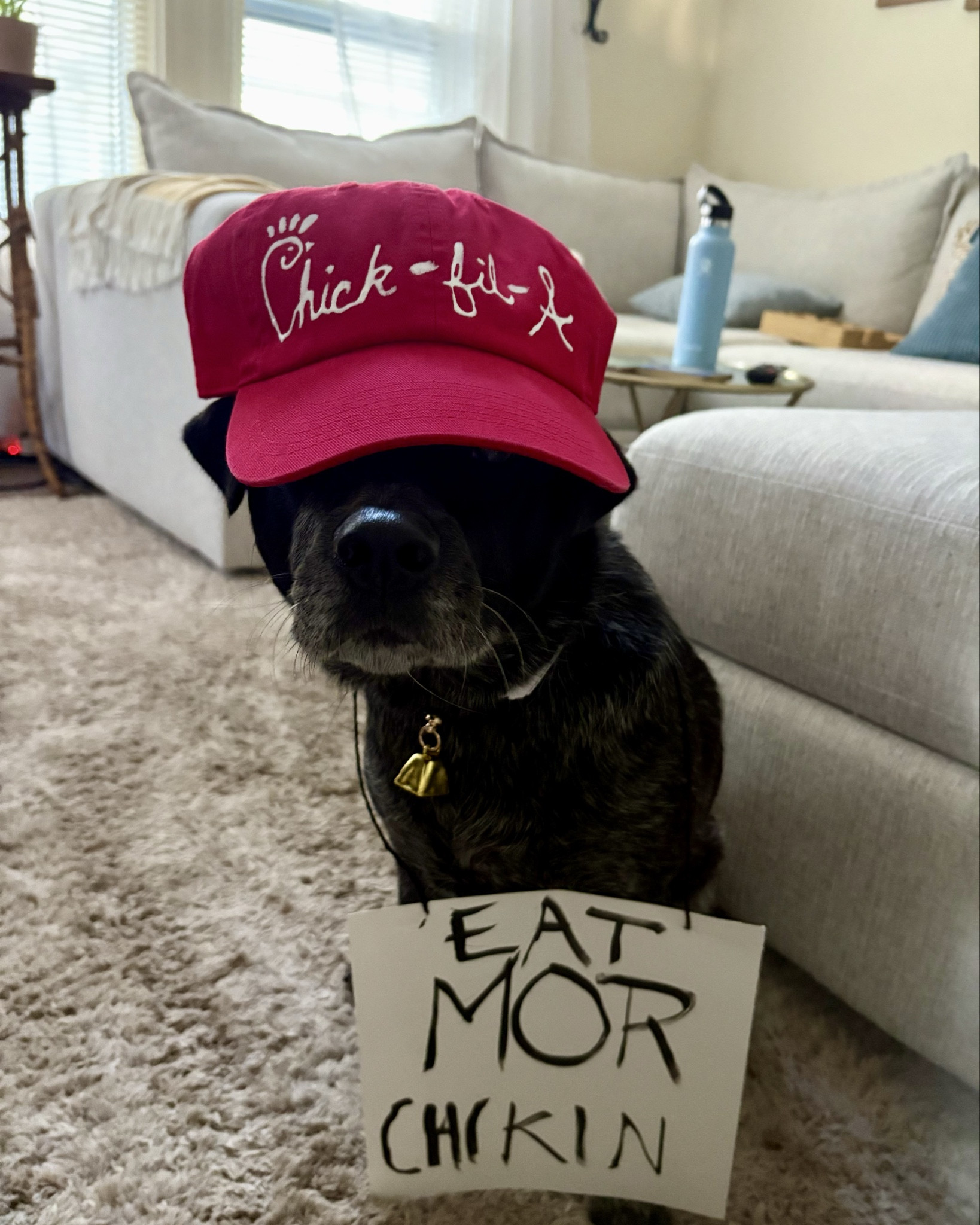 DIY Halloween Costume OOTD

#chikfila #cocacola 

#LTKHalloween #LTKPets #LTKFindsUnder50