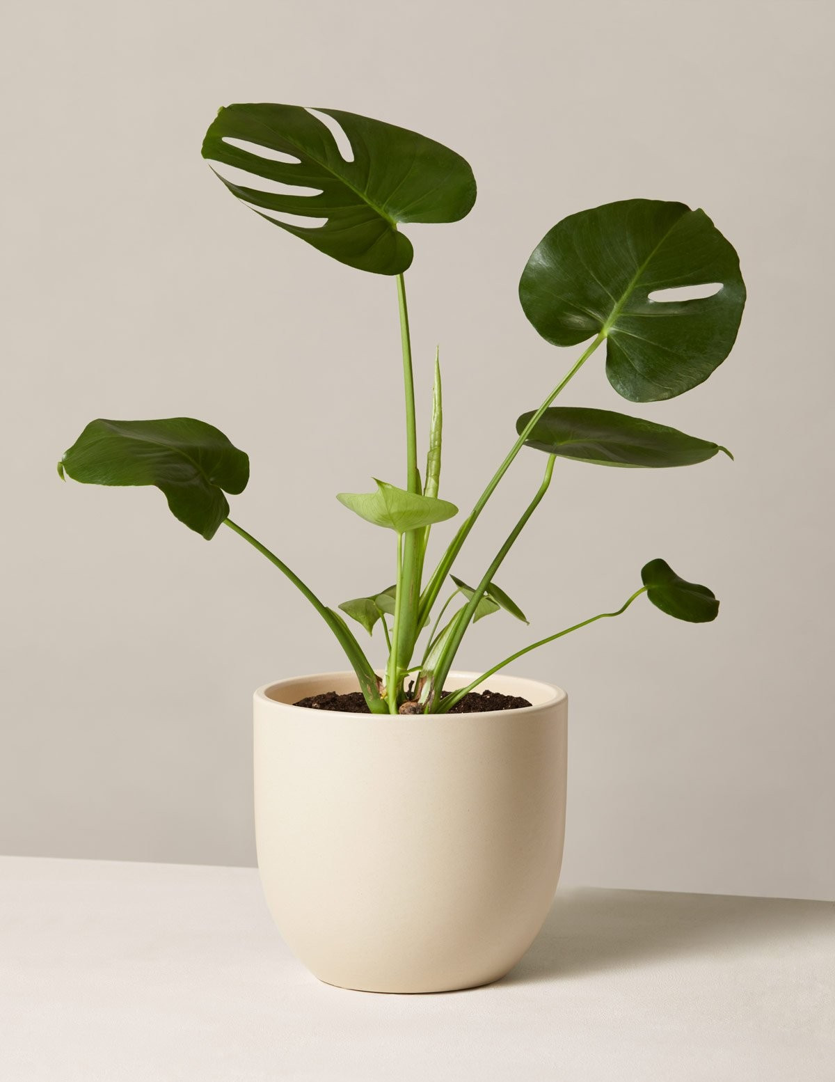 Monstera Deliciosa | The Sill