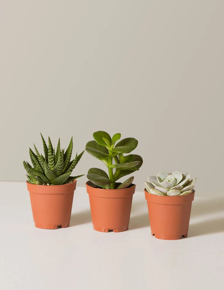 Succulent Assortment | The Sill