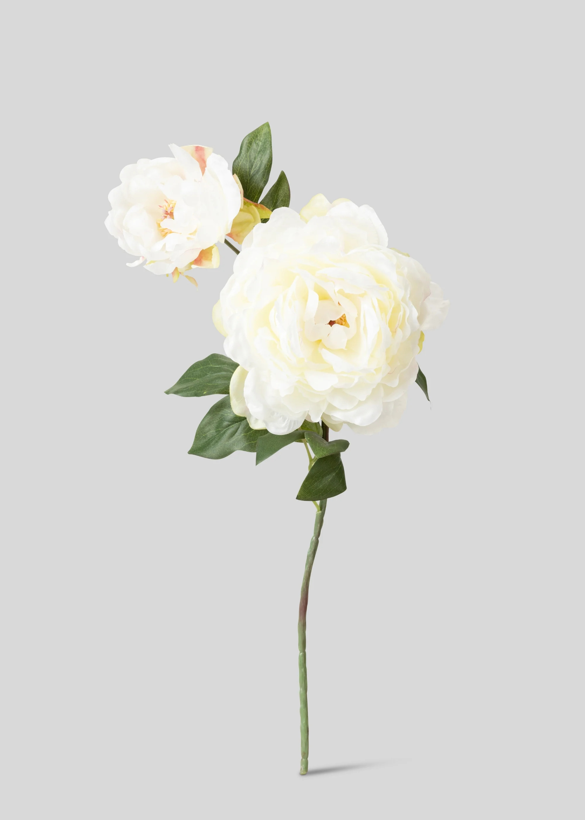 Cream Peony with Bud | Artificial Blooming Flowers | Afloral | Afloral