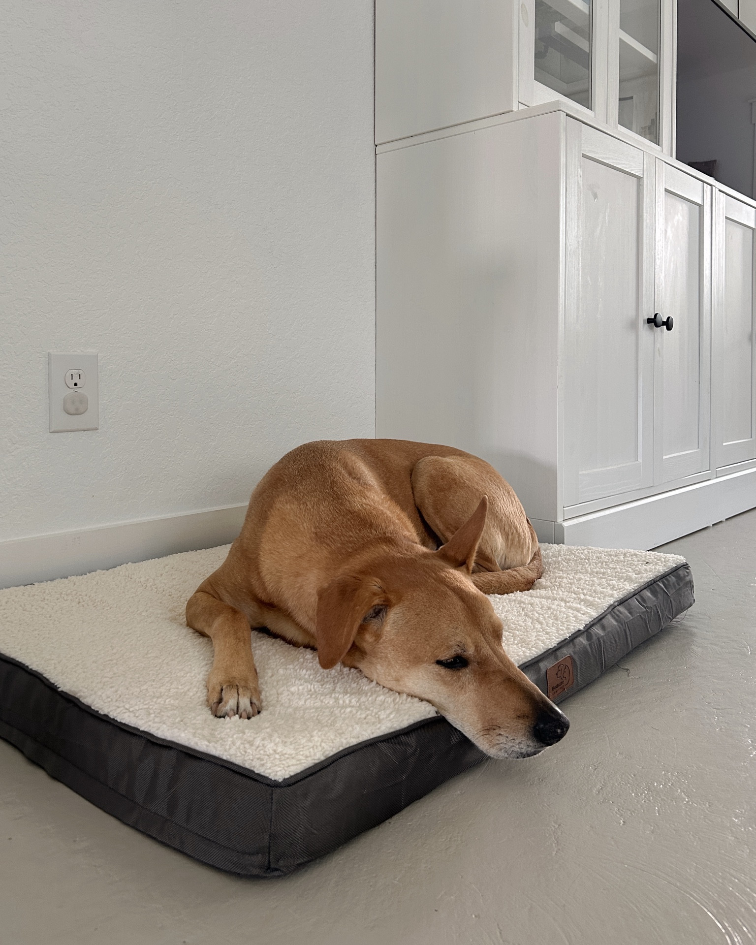 Harper’s new dog bed! Only $25 for a large size!