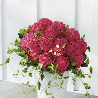 Haley Hydrangea Urn Fillers | Grandin Road