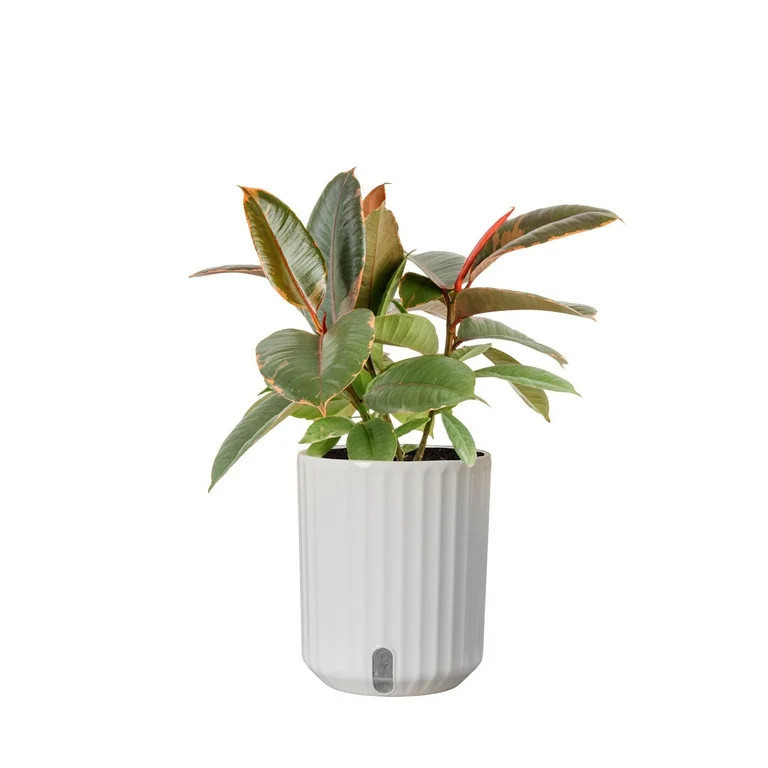 Costa Farms 16" Ficus Assorted House Plant in 6" Self-Watering Pot | Walmart (US)