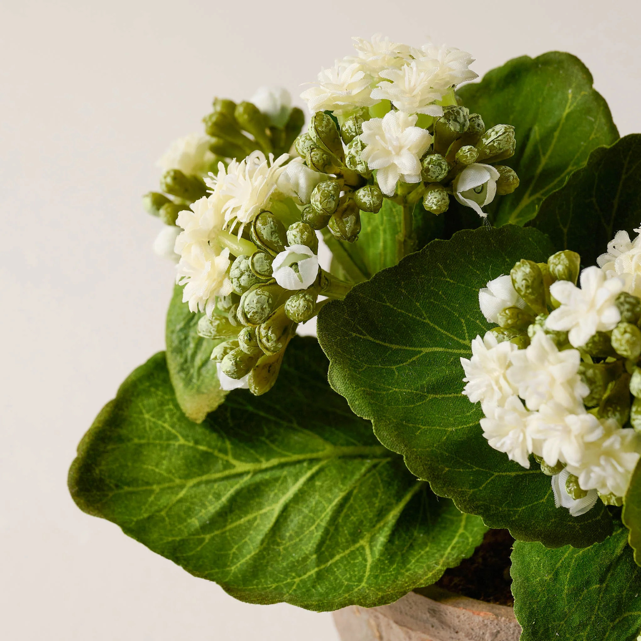 Potted Bouvardia Flower | Magnolia