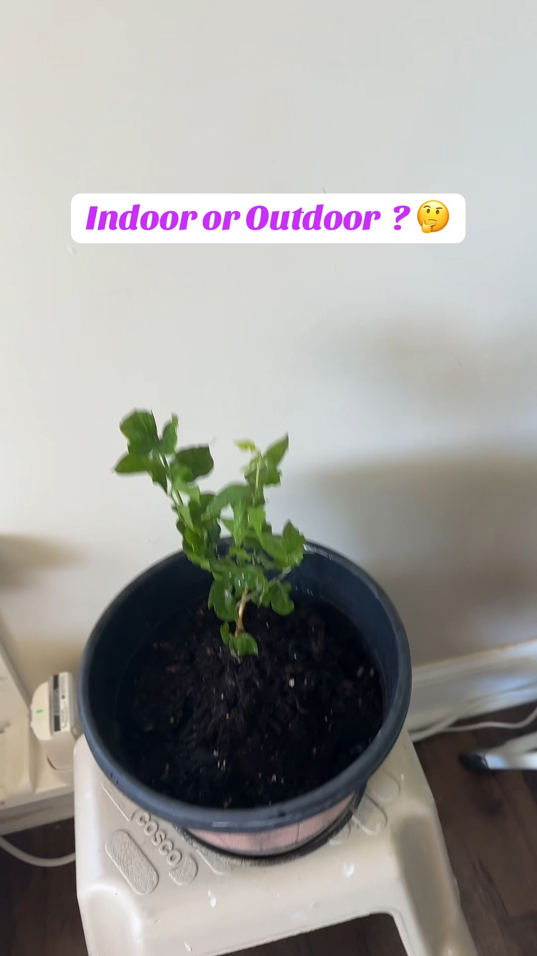 I shopped Flower seeds and live plants @ Etsy

Follow me on Tiktok @ pam.dsouza
IG @ justchillwithpam 
YT @ pamdsouza 

for updates on seeds :)

#plants #garden #spring #etsyshop 

#LTKSeasonal #LTKGiftGuide #LTKWatchNow