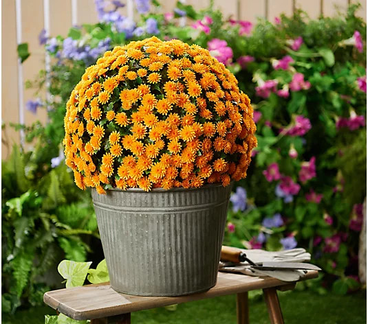 Wicker Park Single 16" Faux Mum Indoor/Outdoor Garden Sphere - QVC.com | QVC