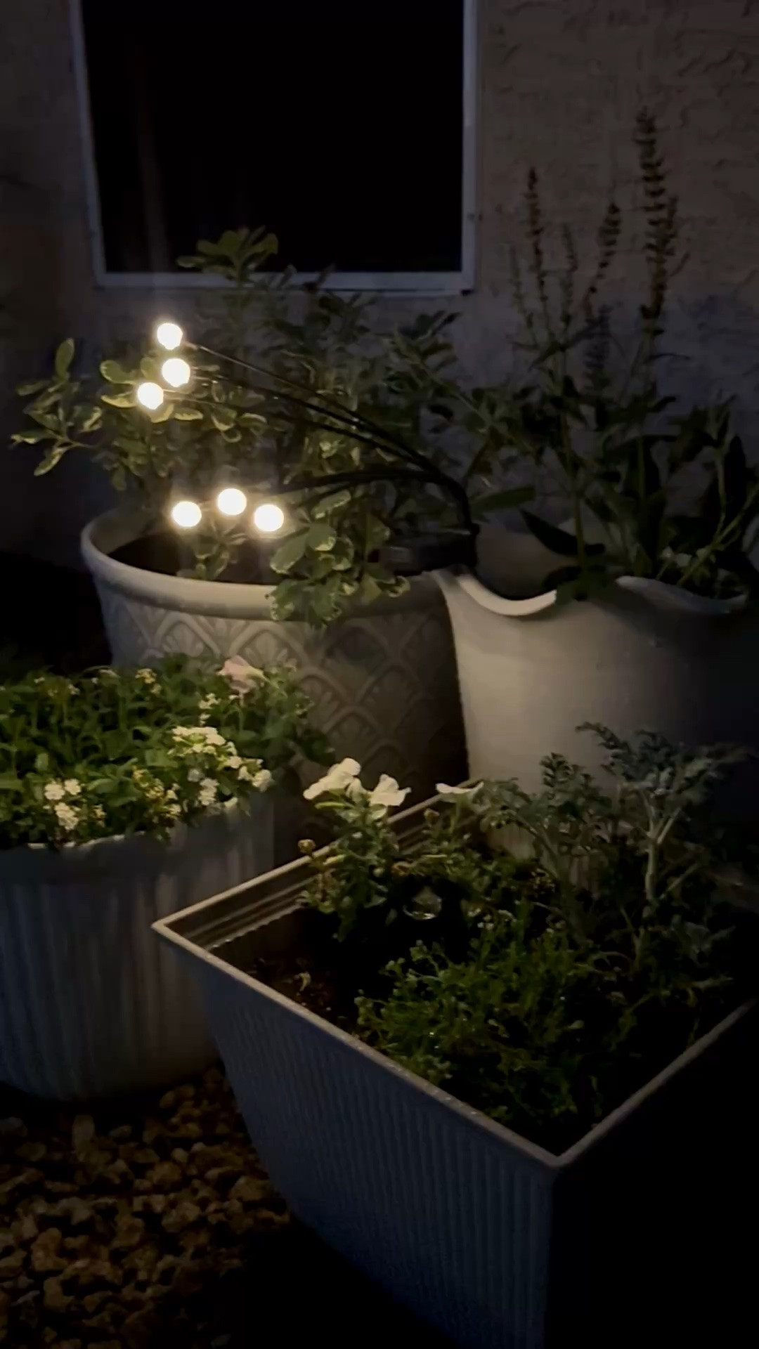 sweet little container garden at the side of our house. all white pots, lush foliage & this firefly solar lights

#LTKSeasonal #LTKHome #LTKdayinmylife