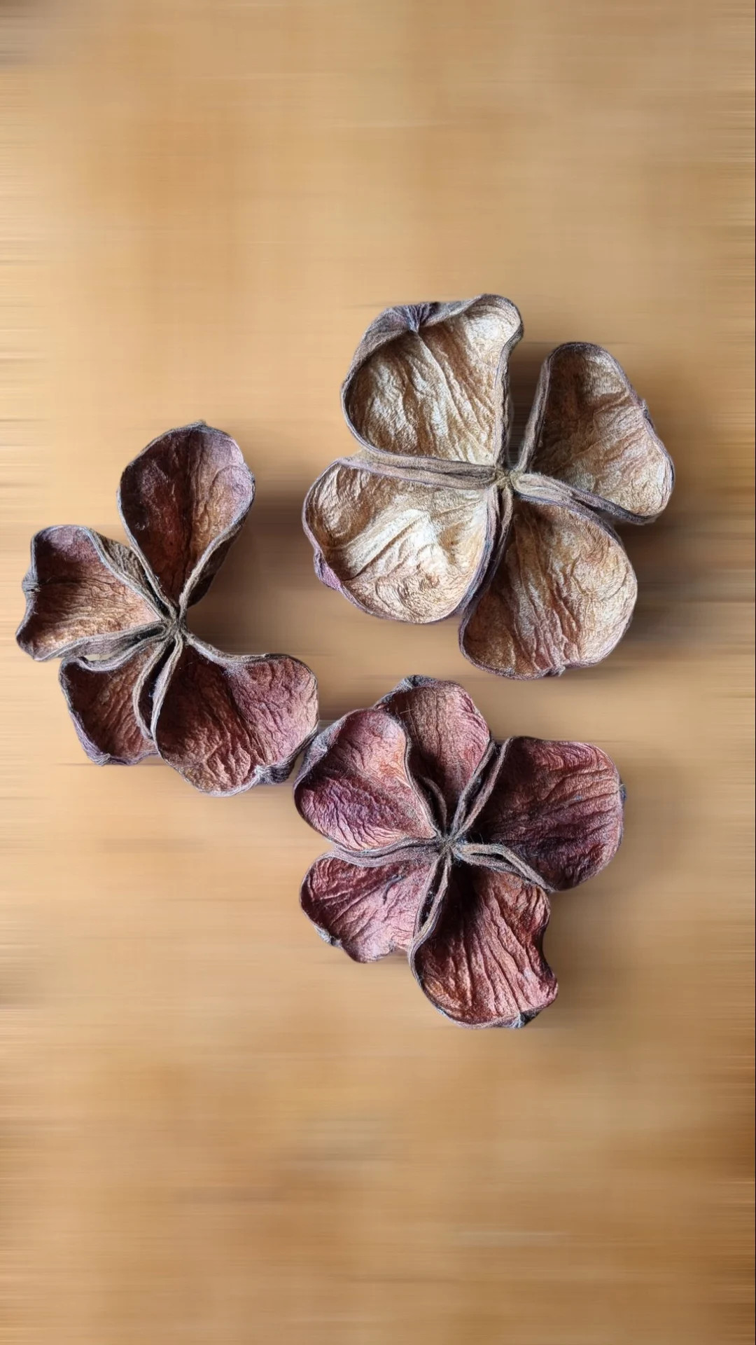 LAND LOTUS FLOWERS - Natural Dried Fruit for Rustic Home Decoration, Crafts, Wreath Making, Flori... | Etsy (US)