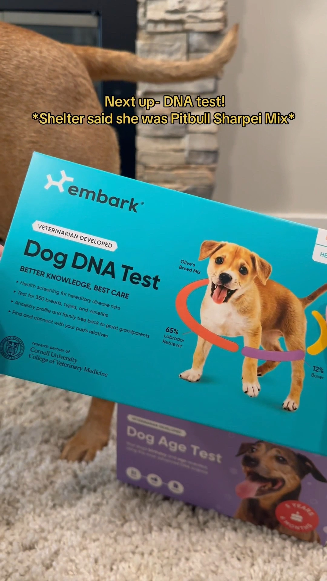 When Abby was adopted in October 2024, the shelter told us she was 9-10 years old and a Pitbull Sharpei mix.
Her energy levels say different..
We are so excited to find out through @embarkvet if Abby really is a senior girl & more about her breed! And who knows.. maybe we will find some of her family!


#LTKFamily #LTKPets #LTKWatchNow