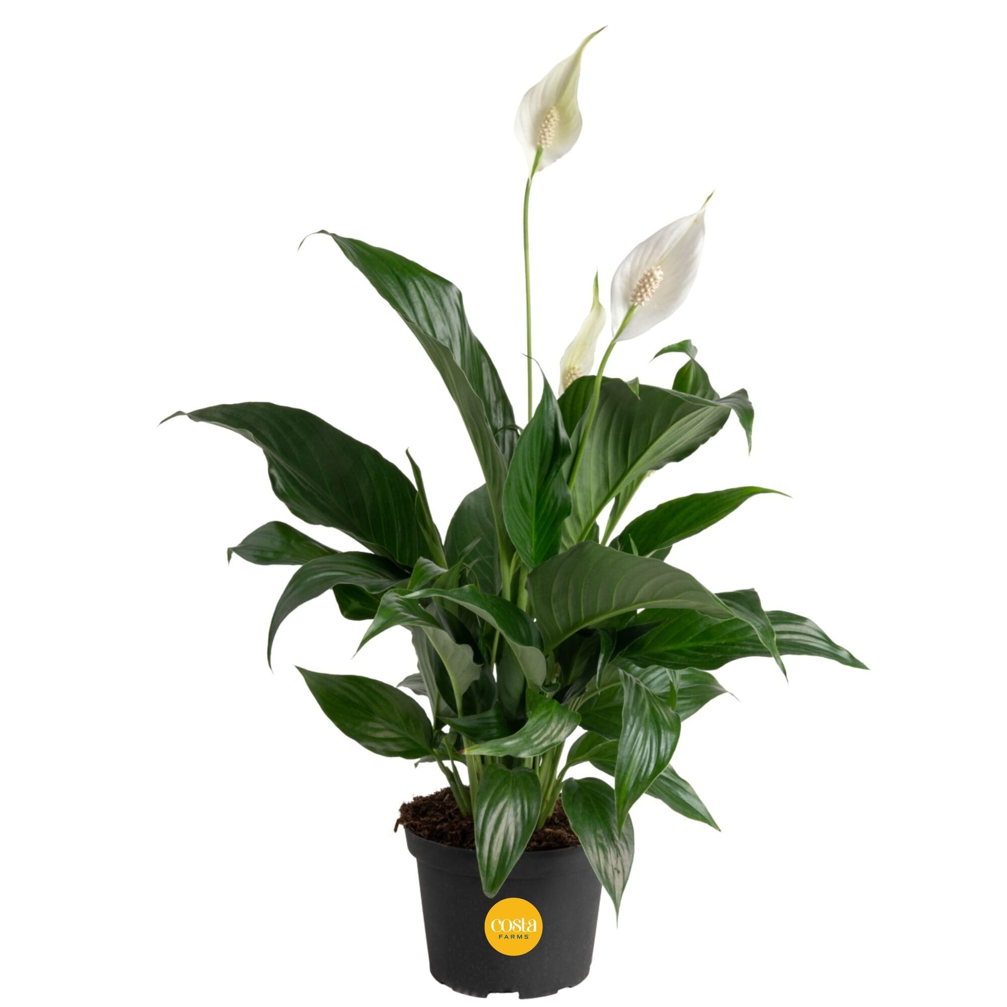 Costa Farms Peace Lily, Live Indoor Plant with Flowers, Air Purifying Houseplant in Nursery Plant... | Amazon (US)