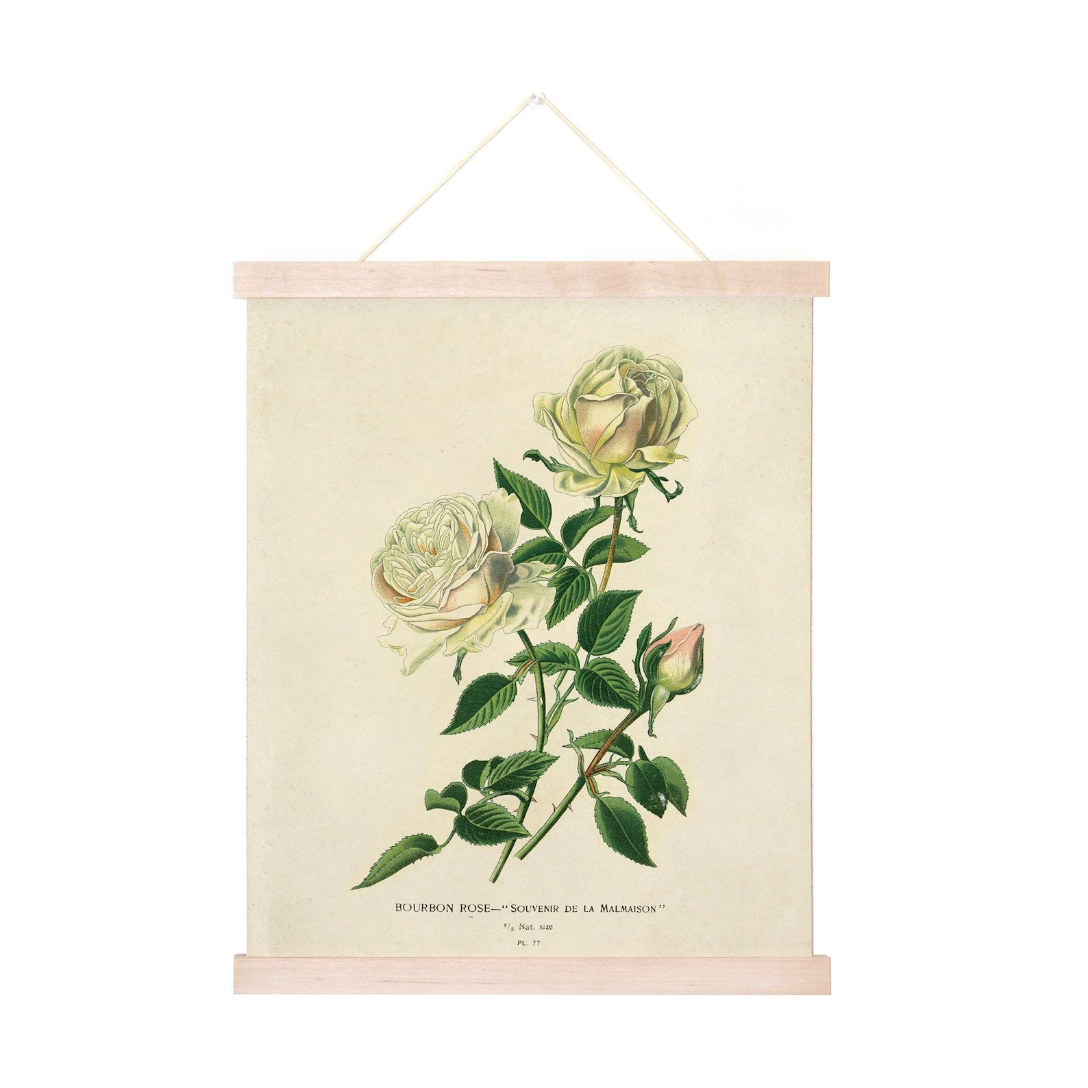 Vintage Botanical White Bourbon Rose Print W/ Optional Frame - Etsy | Etsy (US)