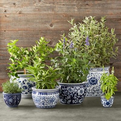 Blue & White Ultimate Planter Set | Williams-Sonoma