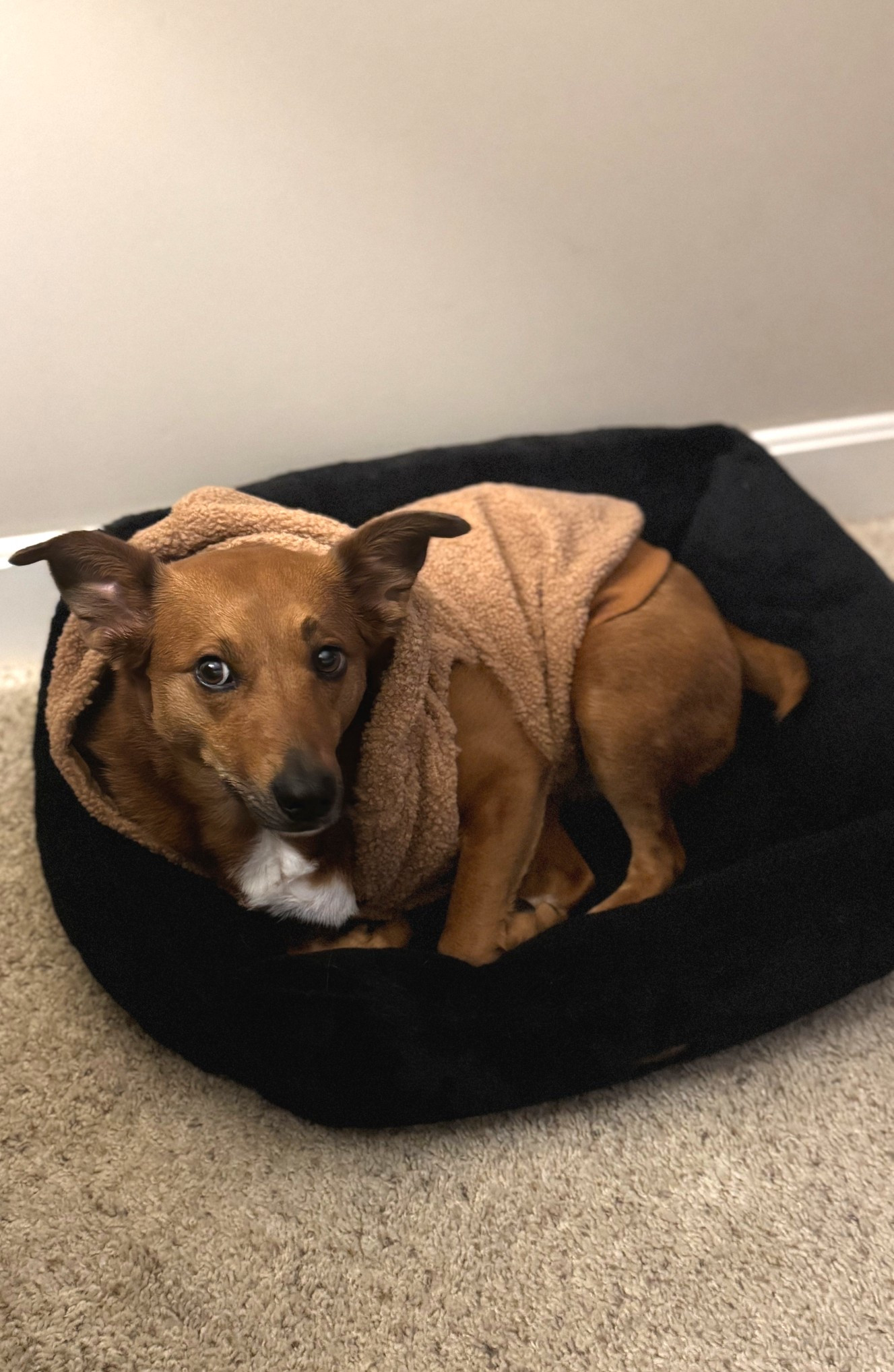 My dog is in love with her Sherpa button up cold weather winter jacket! The inside is so lush like a blanket and the cute neutral color suits her so well. I’ve been taking her outside in it and she loves to just keep it on. 

#LTKFindsUnder100 #LTKSeasonal #LTKPets