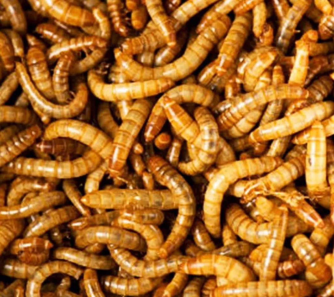 Dehydrated Mealworms Protein for Hermit Crabs. - Etsy | Etsy (US)