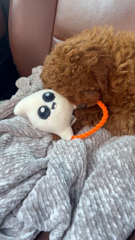 Best puppy and doggy Halloween toys!🦇🎃👻

#LTKSeasonal #LTKHalloween #LTKhome