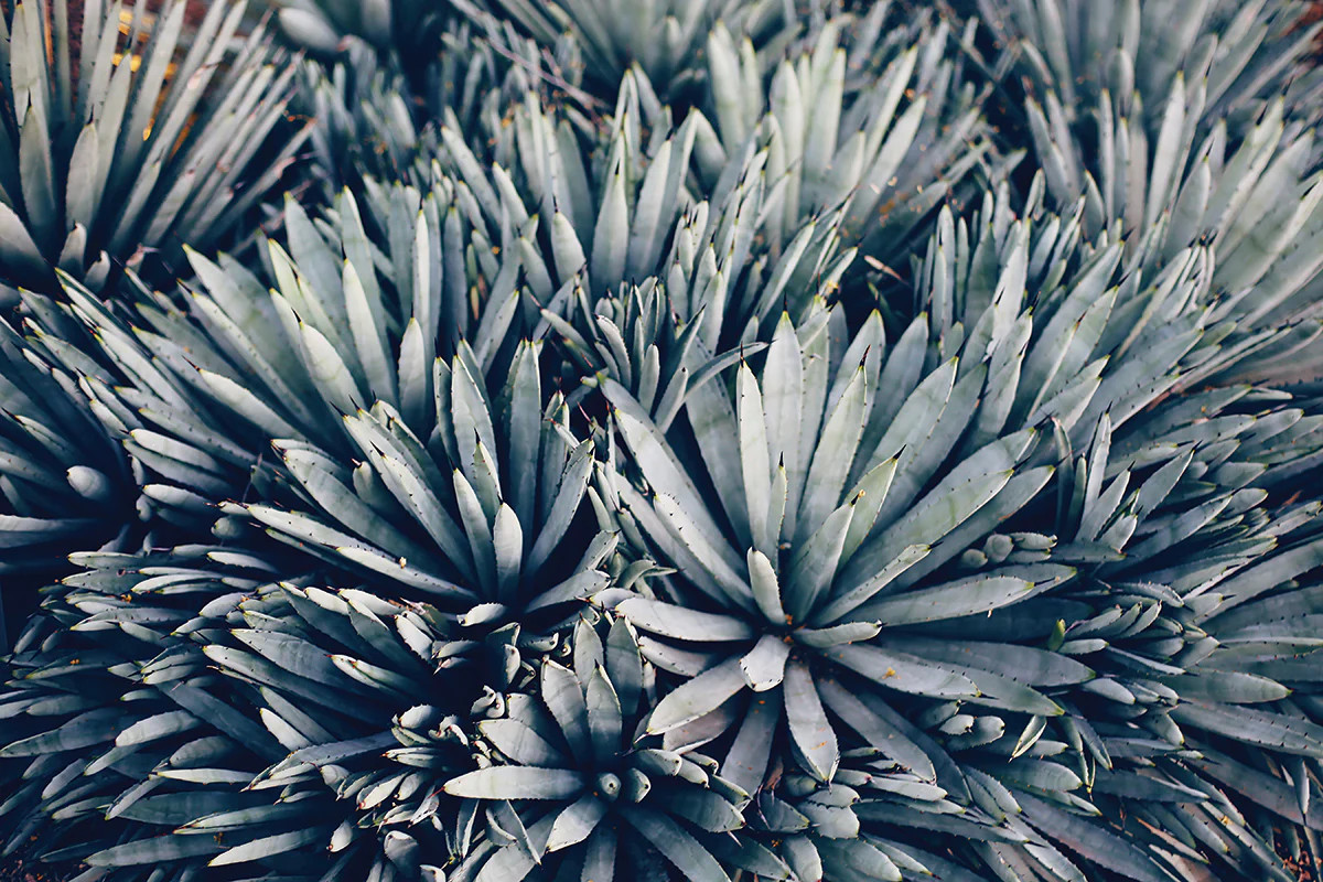 Blue Agave | Juniper Print Shop