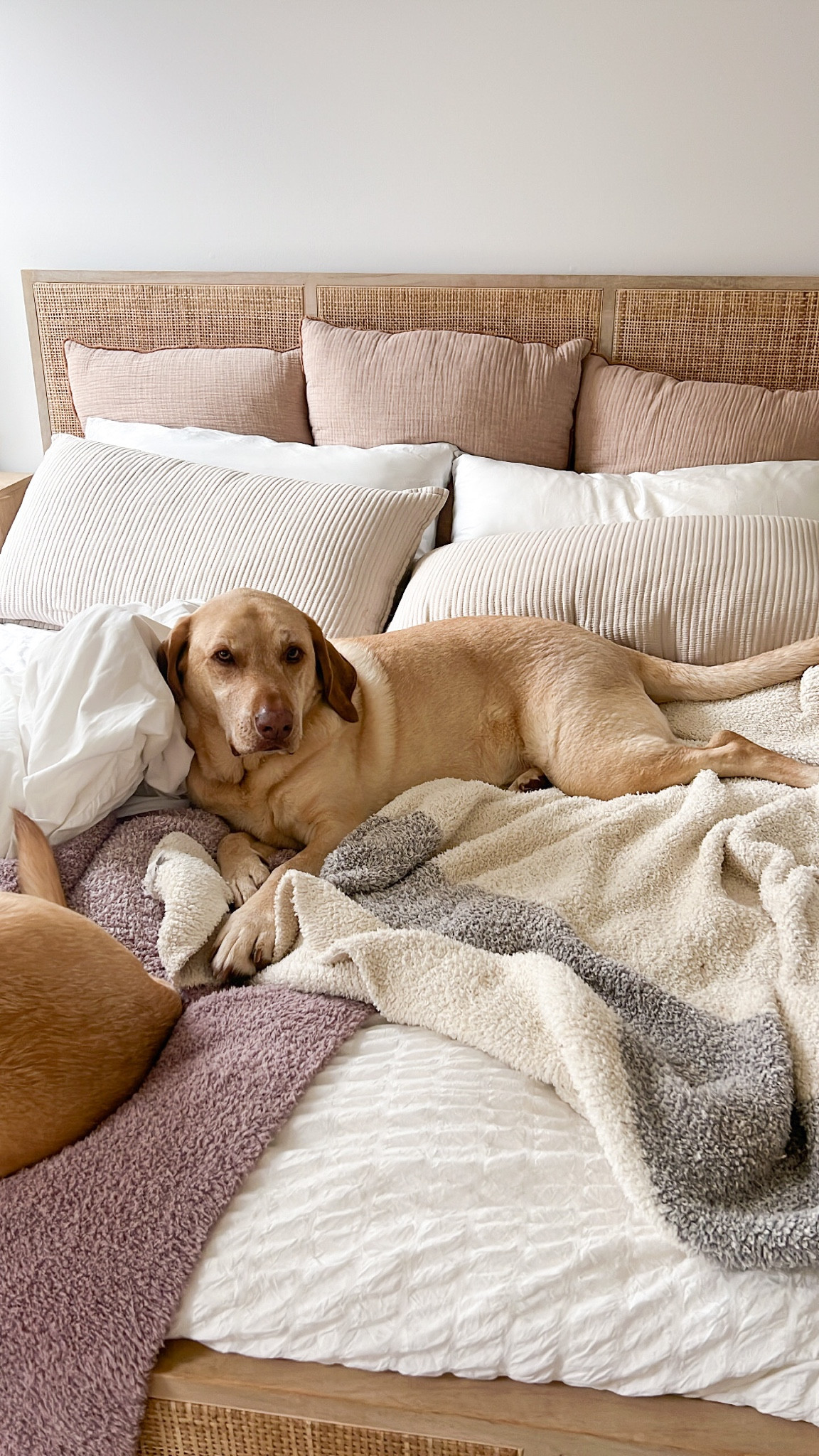 Amazon duvet 
Home bedroom decor
Bedding pillows blankets 

#LTKFind #LTKhome #LTKSeasonal