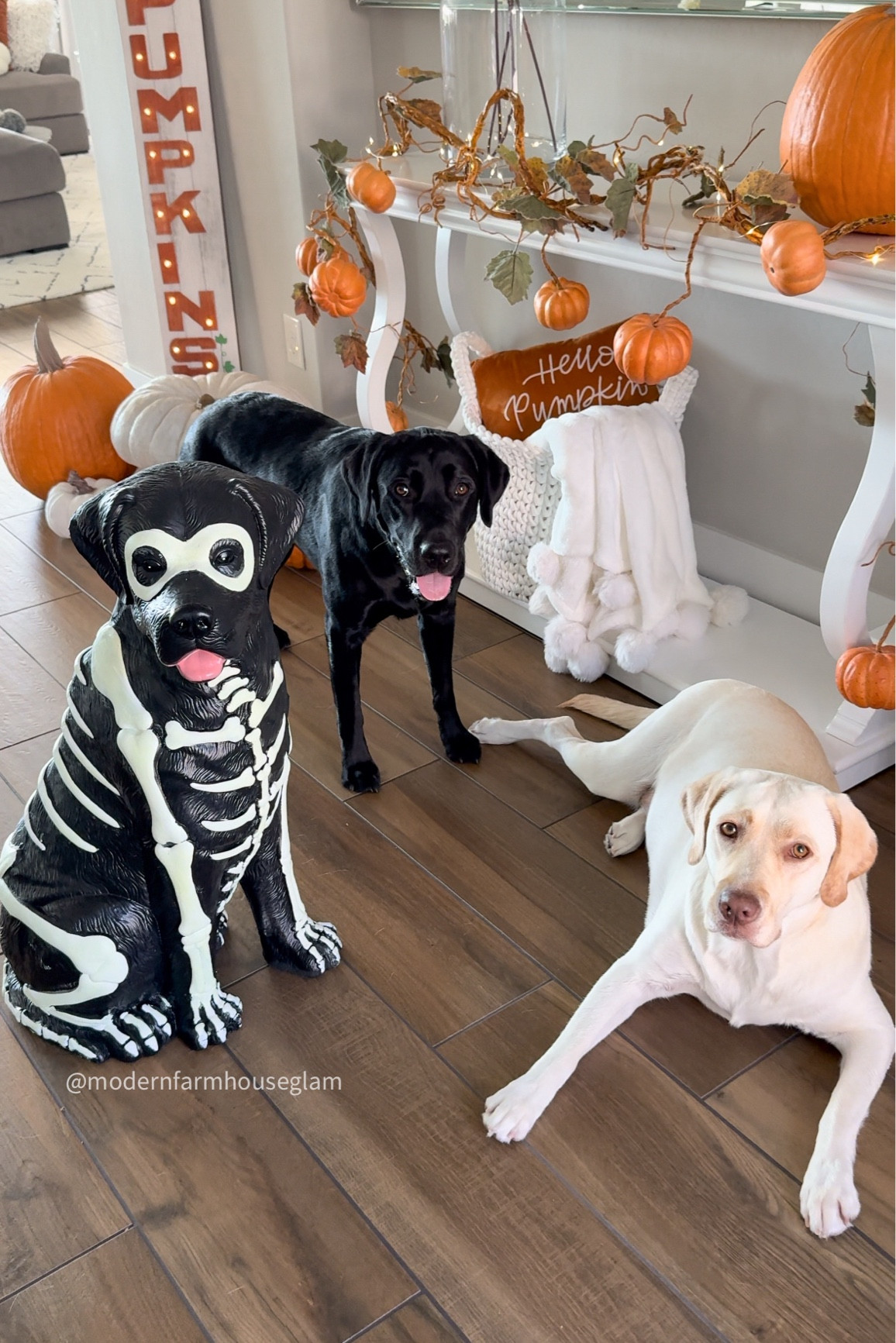 The viral lab dog Halloween. Use my link to order online for pickup at Home Depot! Thanks!:) XO Amy🎃

Fall home decor entryway fairy lights autumn Home Depot 
Full length mirror. Pumpkins Fall home decor entryway familyroom rug 

#LTKHome #LTKFallSale #LTKSeasonal