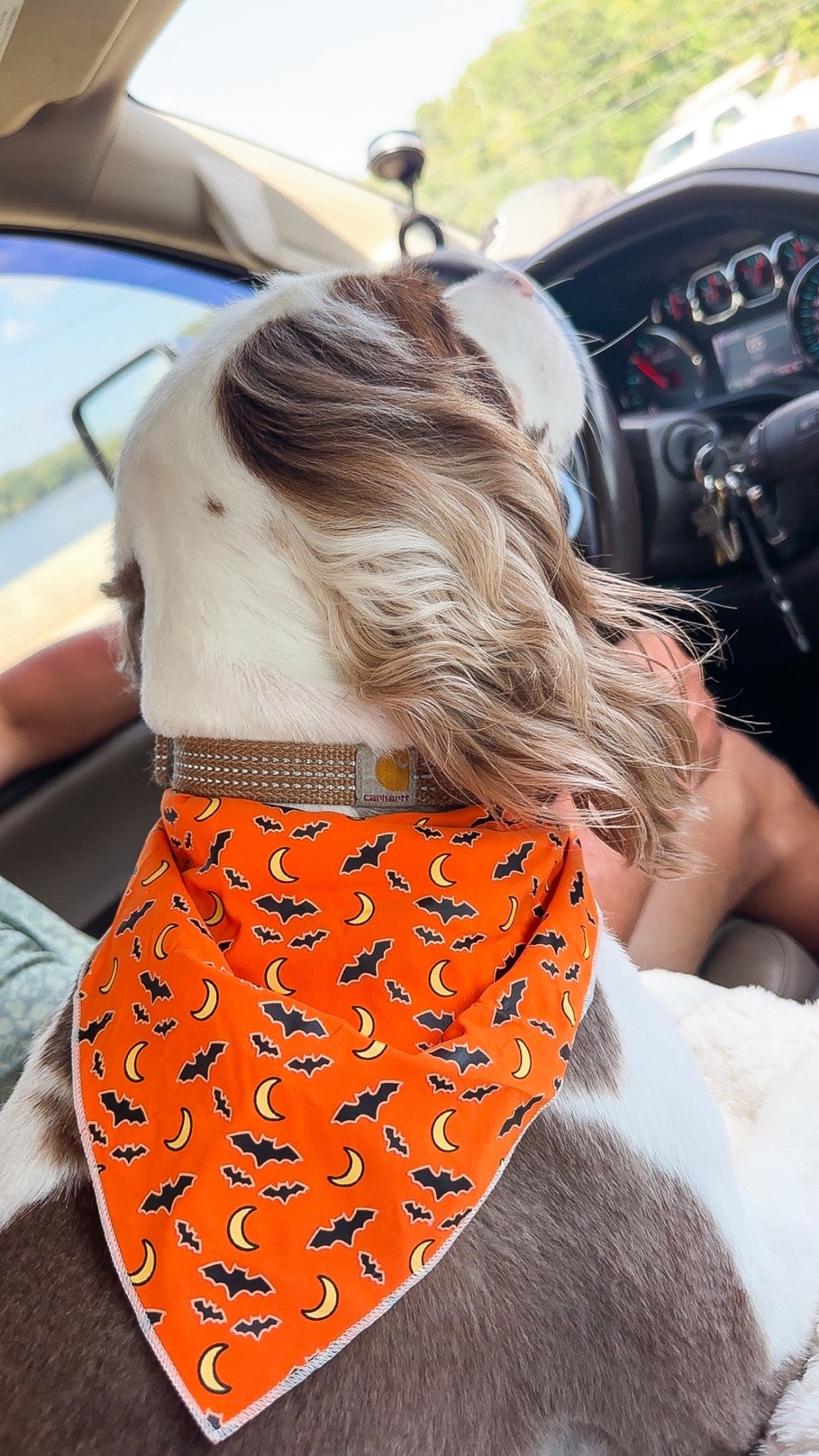 The cutest fall pet bandana! And it’s glow in the dark! 

#LTKPets #LTKSeasonal
