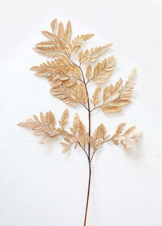 Bundle of 10 Preserved Taupe Flat Ferns - 16-20 | Afloral (US)