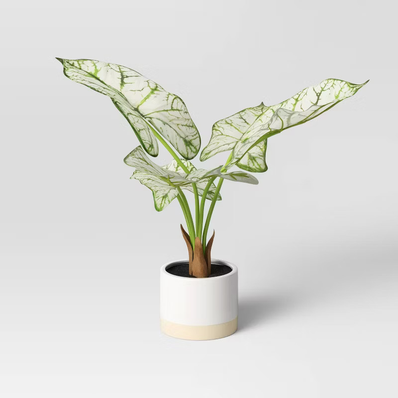 Caladium in White Ceramic Pot - Threshold™ | Target