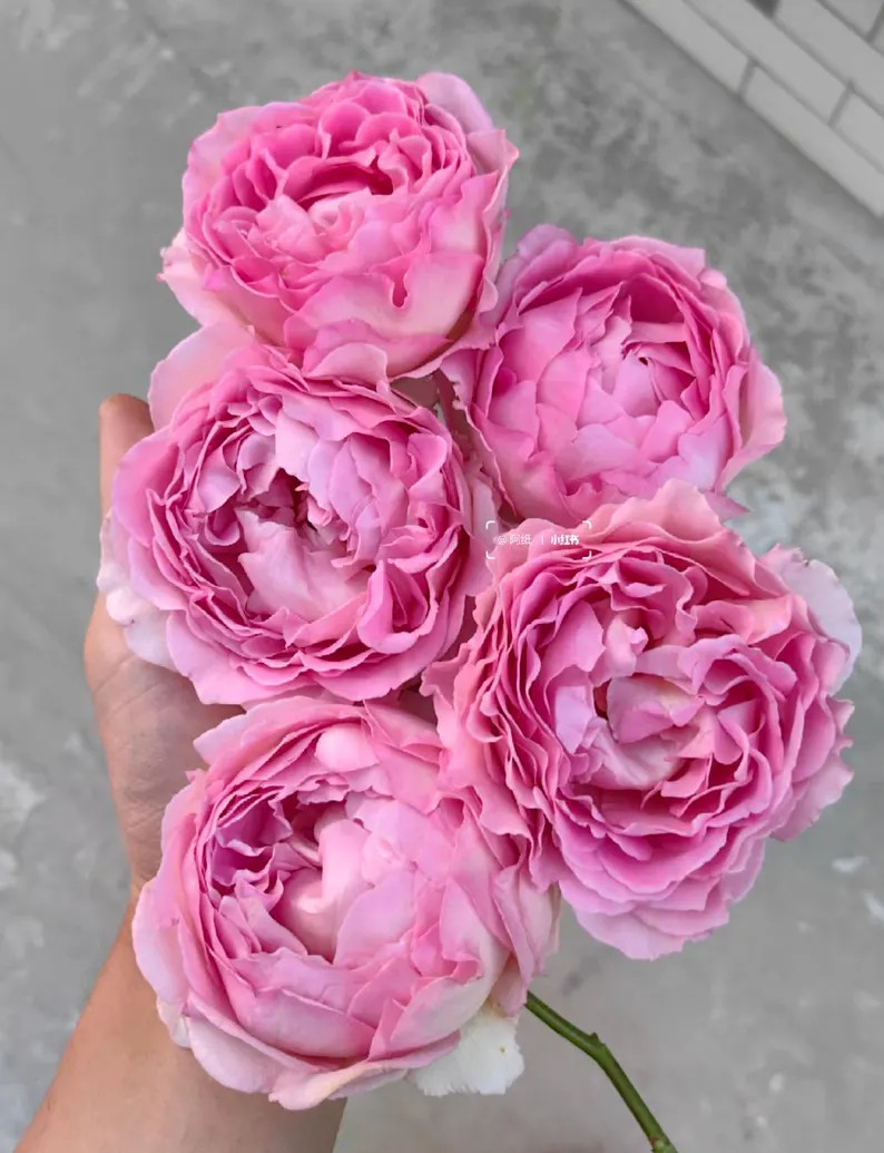 Silk Garment — Rare Rose Live Plant — Intense Fragrance — Thornless Pink Chinese Climbing R... | Etsy (US)