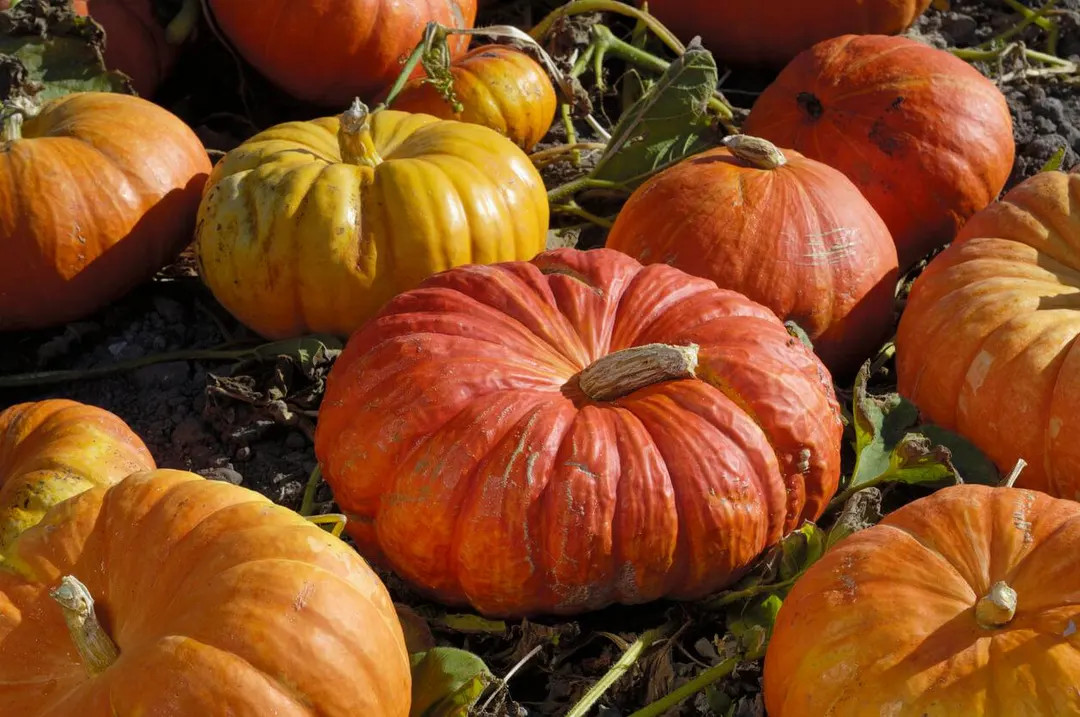 Cinderella Pumpkin Seeds 10 Ct Rouge vif D'Etampes NON-GMO USA | Etsy (US)