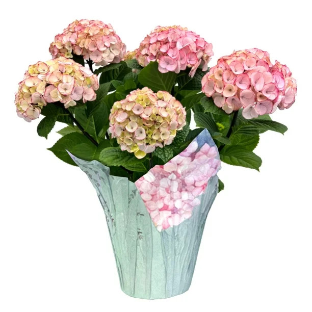 Better Homes & Gardens 8-Inch Assorted Mother's Day Hydrangea Live Plant with Decorative Pot | Walmart (US)