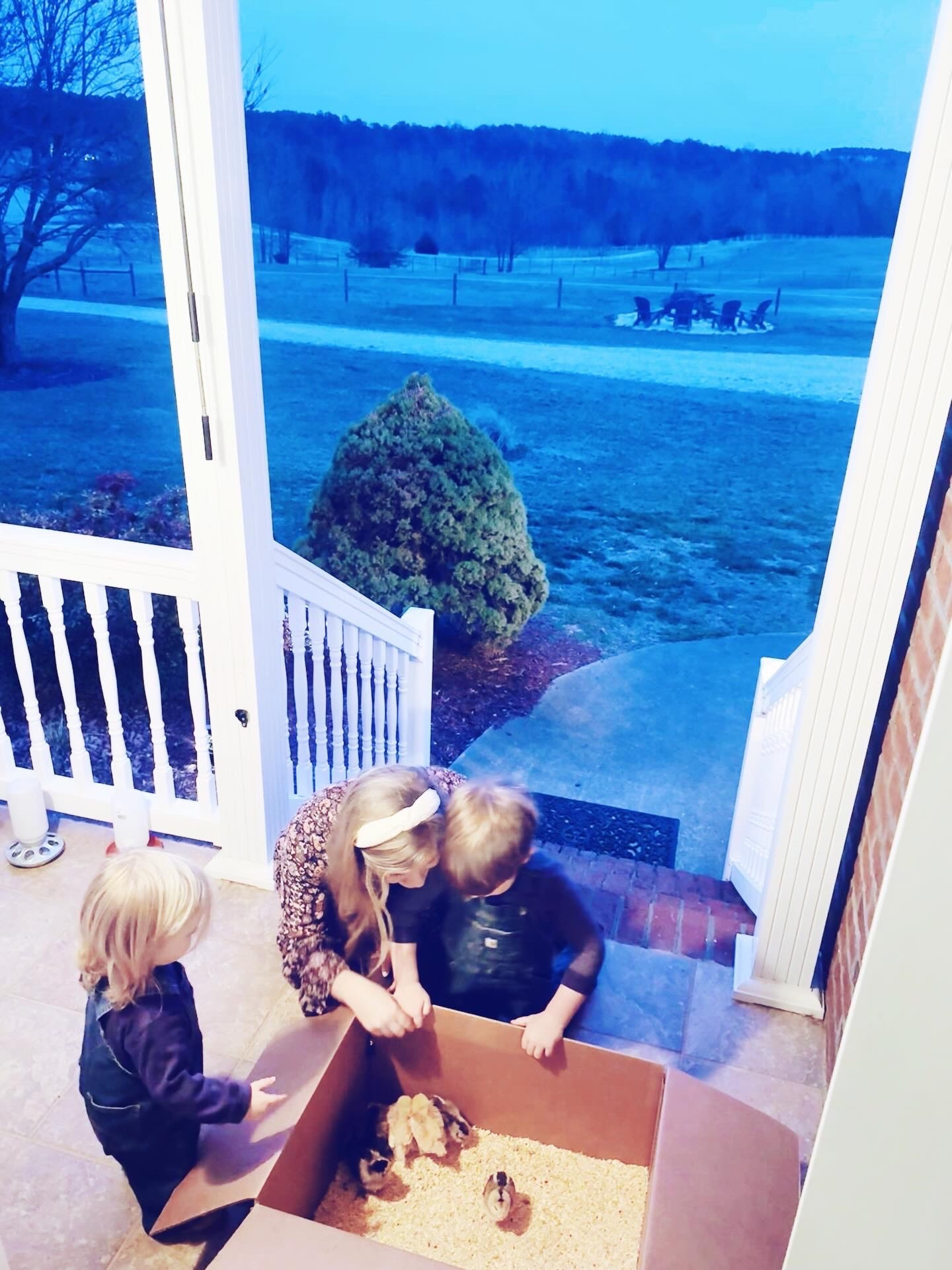 w e l c o m e  h o m e 🏡 t o  t h e  f a r m 🚜🌾, our newest baby chickadees!!!! 🐥🐥🐥🐥🐥🐥🐥 #welcomehomechickadees #babychicks #judsonandlevirhettschicksdees 

Soooo stinking precious seeing the pure joy 🤩 in our little ones 👶🏼🫶🏽👶🏼 eyes holding their baby chickies 🥰🐥 - be still my heart!! ❤️ It’s going to be such (!!) a sweet spring ahead here on the farm!! 🌼🐓🌳🐣🌼☀️🌸 #cutenessoverload #babychicksseason