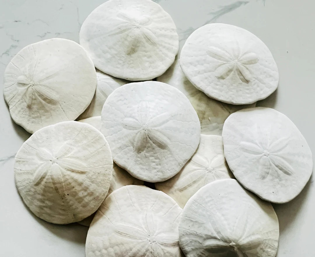 Beautiful Real California Sand Dollars Set of Six Large 3 Size Natural Shells Perfect for Decoupa... | Etsy (US)