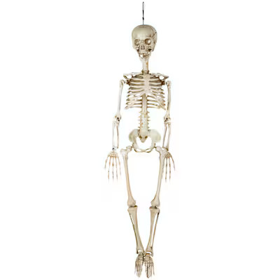 Haunted Living 3-ft Hanging Skeleton Decoration | Lowe's