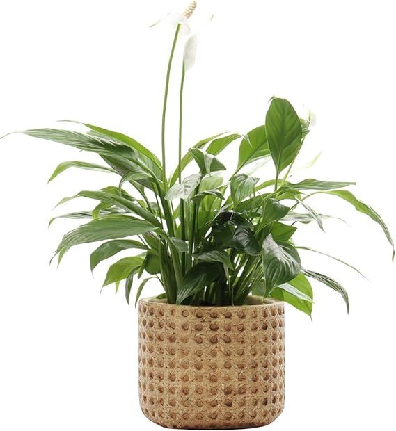 SAROSORA Ceramic Flower Pots Cement Succulent Planter 5.7" with Drainage Hole Weave Pattern for I... | Amazon (US)