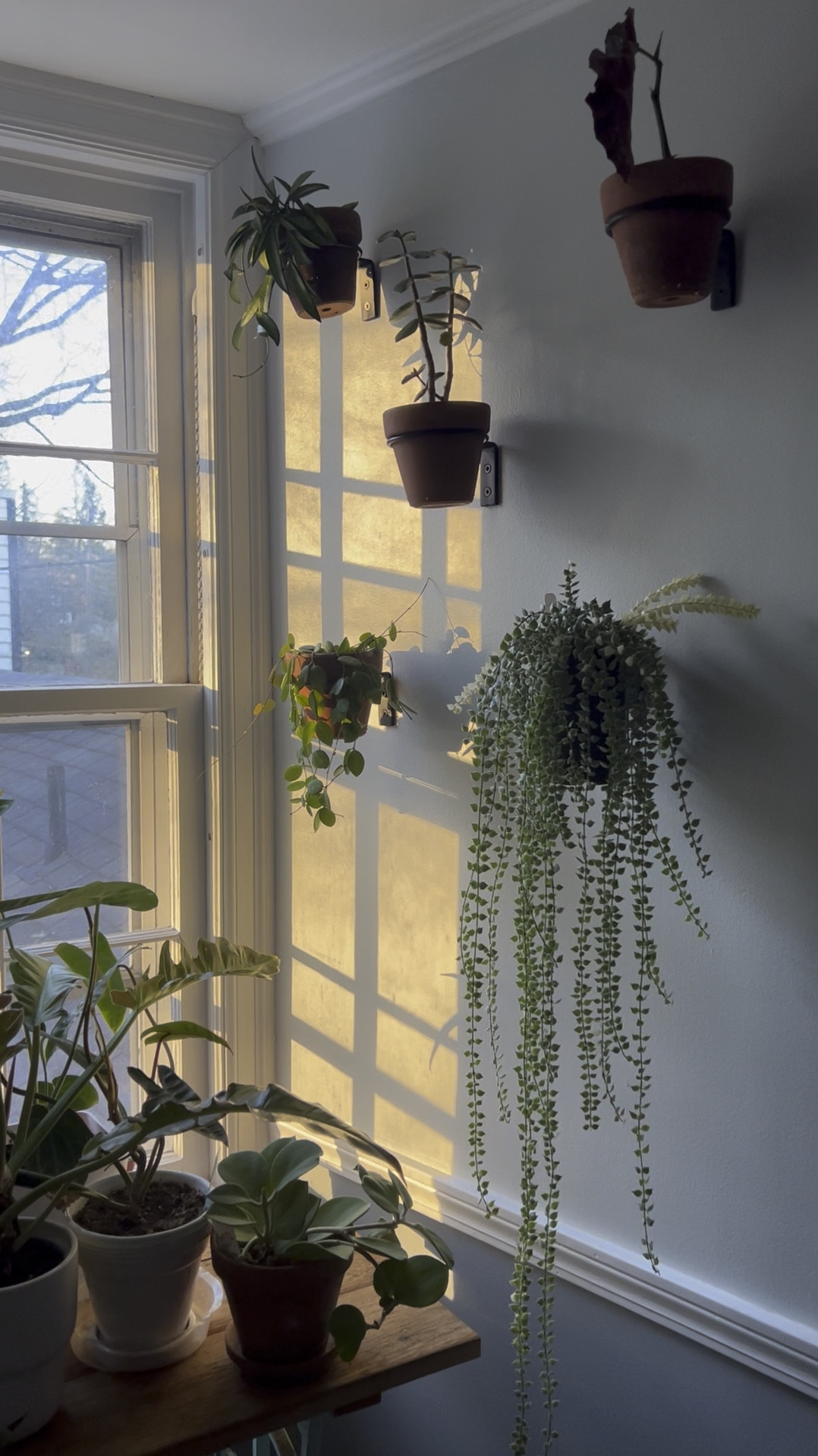 Decorate your home with houseplants. Mounting plants on the wall is a game changer in plant care and home style

#LTKStyleTip #LTKHome #LTKHoliday