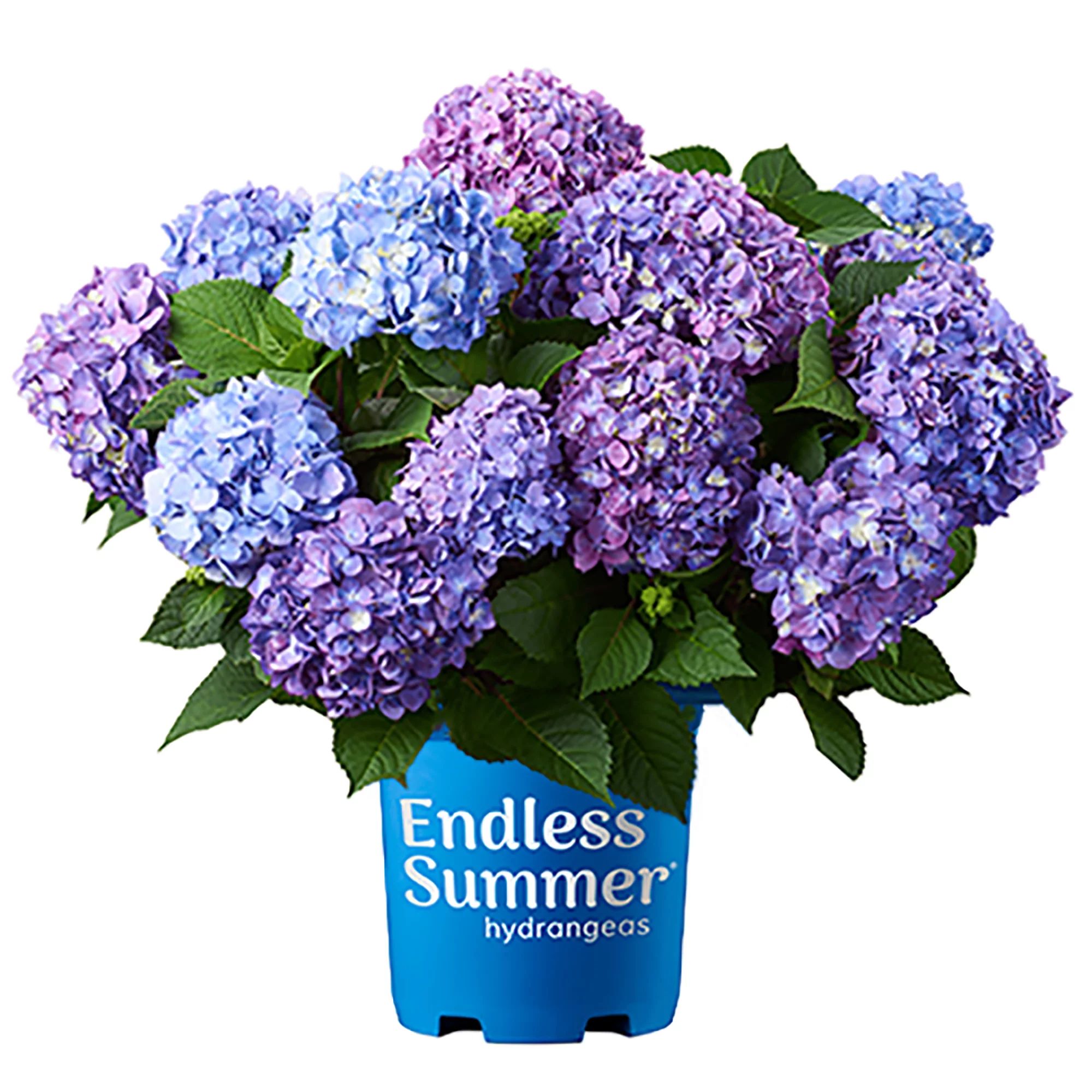 Endless Summer Hydrangea Bloomstruck Live Shrub (1 Gallon) | Walmart (US)