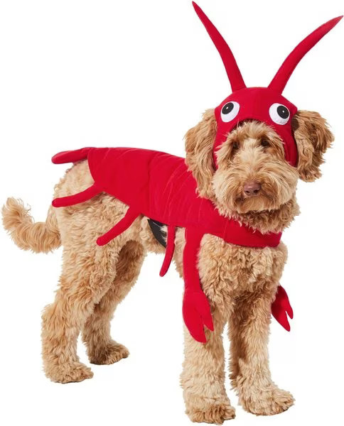 Frisco Red Lobster Dog & Cat Costume | Chewy.com