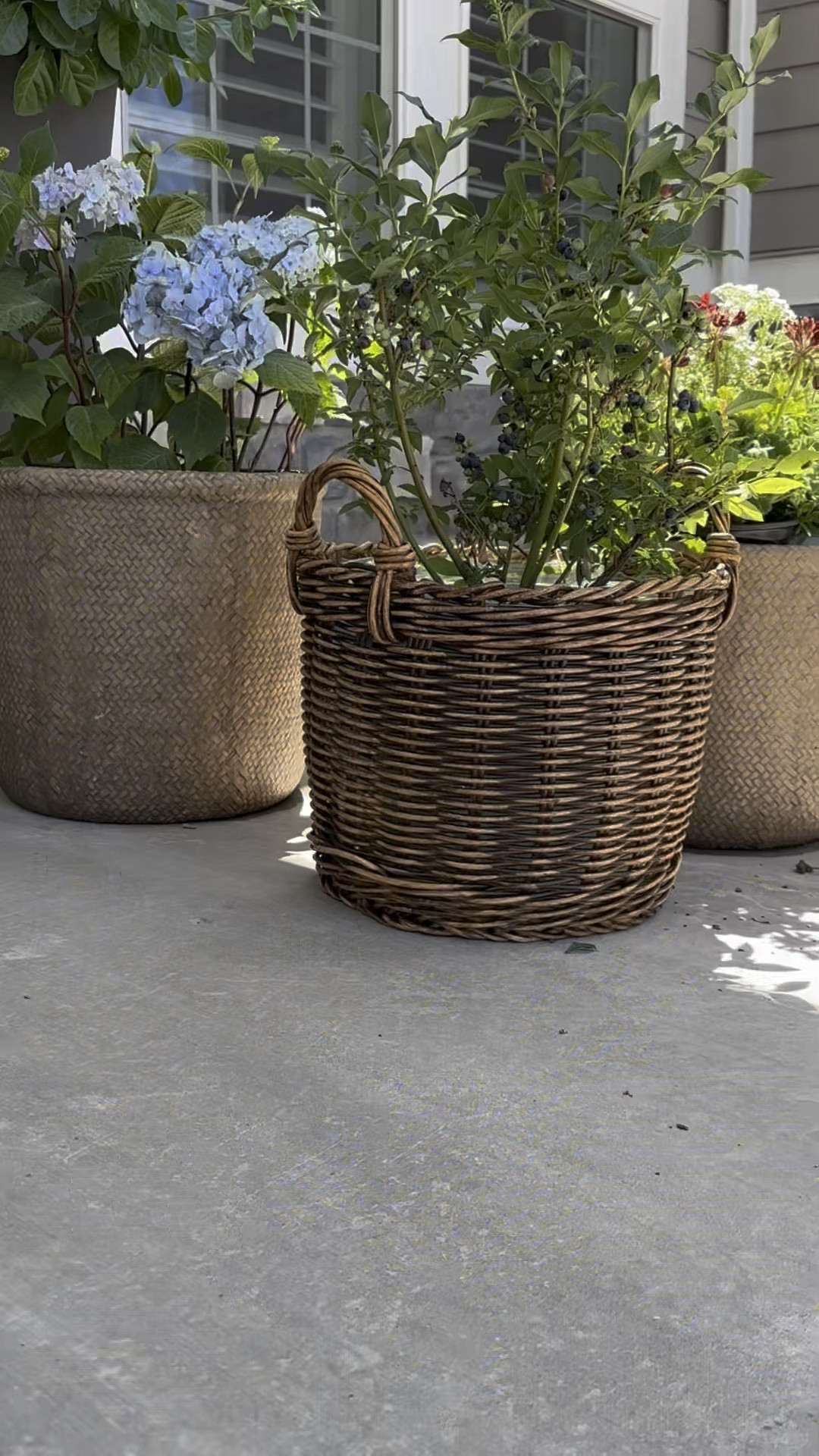 Love finding beautiful planters for my front porch! 

Also, the black basket is 80% off 🙌🏻

#frontporch #planters #outdoordecor #outdoorbaskets 

#LTKVideo #LTKSeasonal