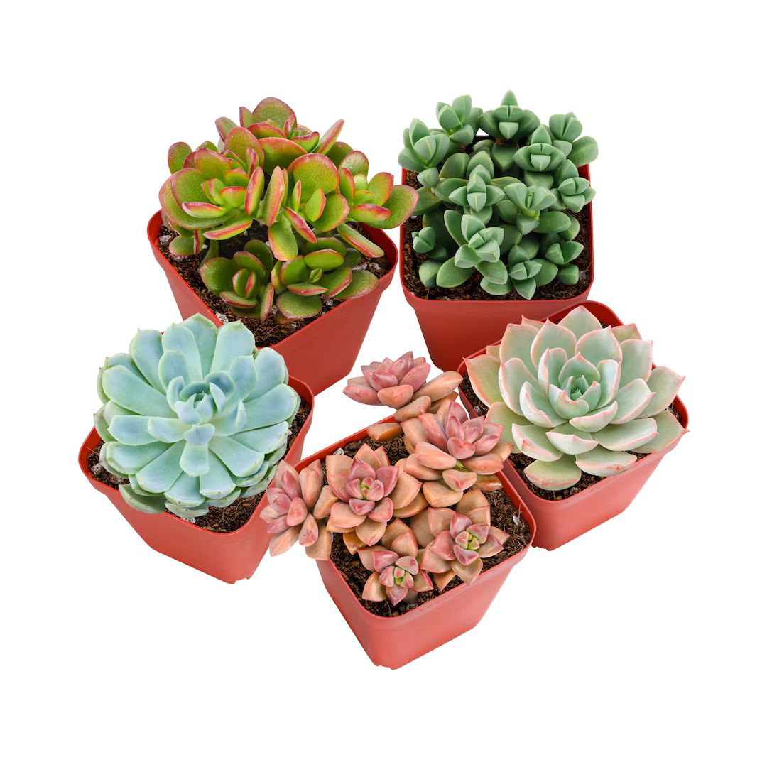 5-PACK Succulent Plants, 2" Assorted Mini Potted Succulents for Indoor Home Office Decor Wedding Bab | Etsy (US)