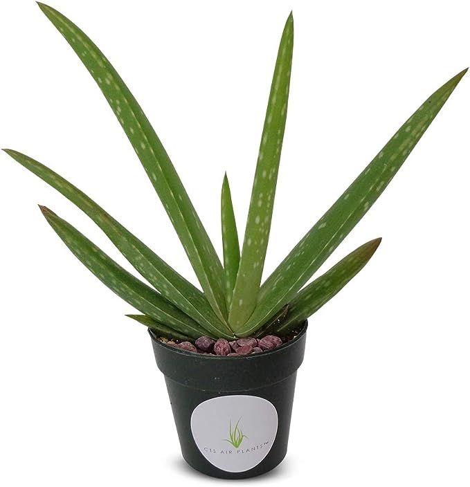 Live Aloe Vera Succulent Aloe Barbadensis 5"-6"+ Aloe in 2.5" Pot | Amazon (US)