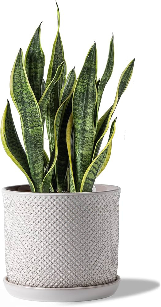 8 Inch Plant Pots: Ceramic Planter with Drainage Hole & Saucer - Flowerpot for Indoor & Outdoor P... | Amazon (US)