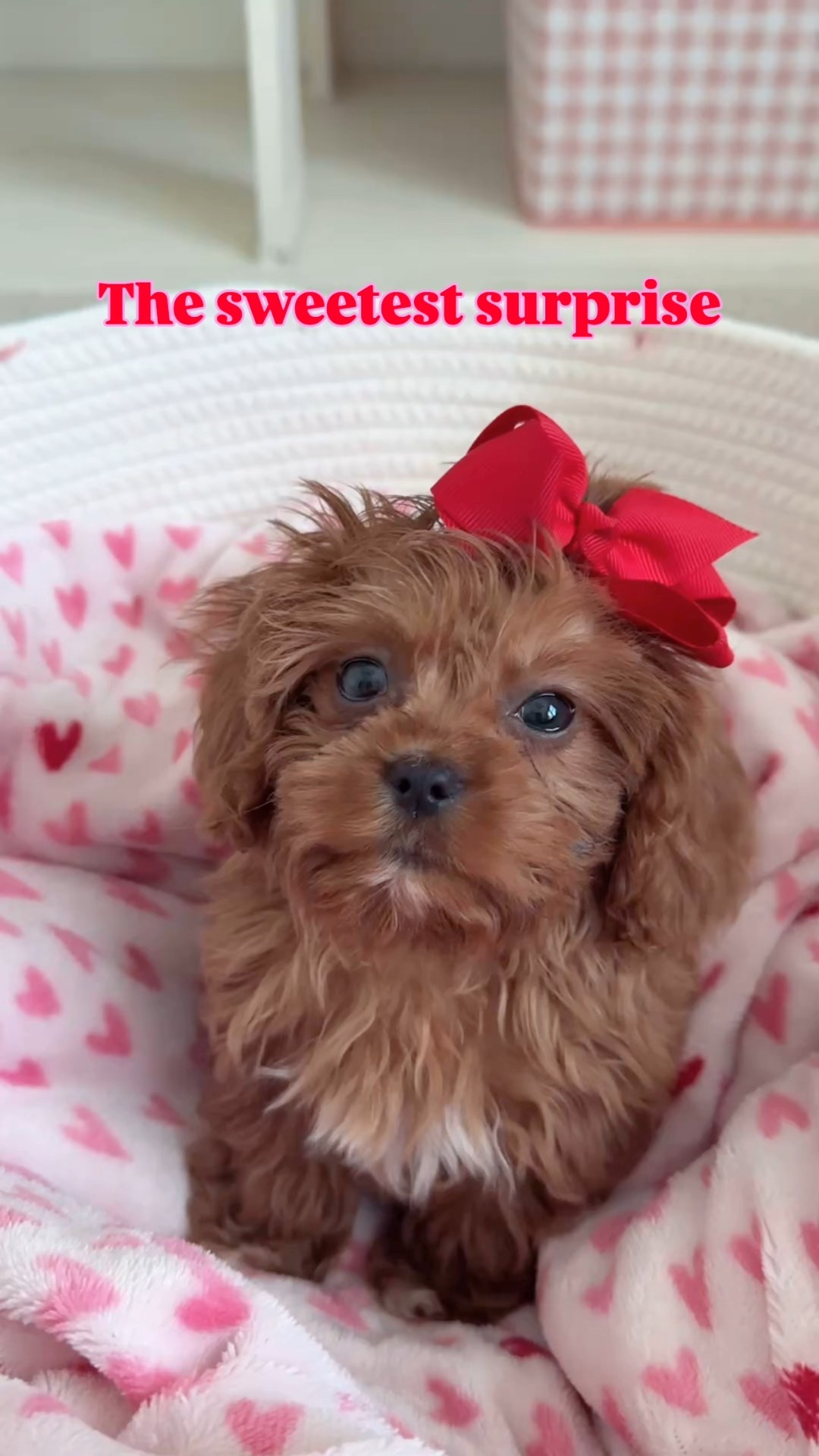 So excited to surprise the girls after school with our new puppy ❤️🐾 


#cavapoo #puppy #valentine 

#LTKKids #LTKHome #LTKValentine