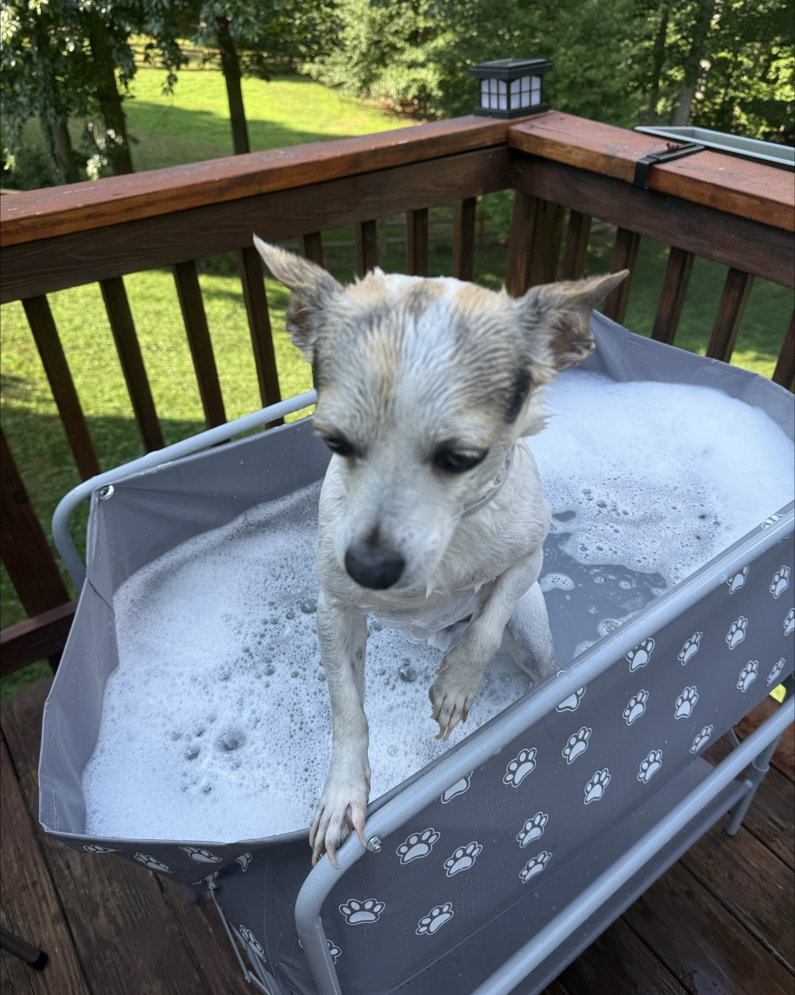 #LTKPets