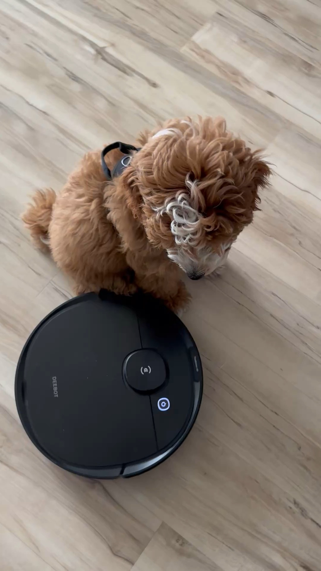 Tribe meet Dottie! She’s helping me cleaning bc wheeew iiizzz tired..

#robovacuum #HomeEssentials #PetAtHomeEssentials #xoJalonda #DogMomLife

#LTKmomlife #LTKHome #LTKdayinmylife