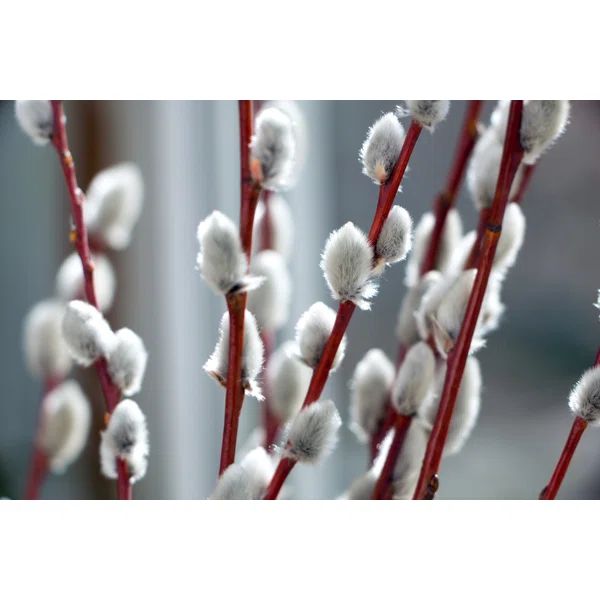 Willow Twigs On Canvas by Denis1978 Print | Wayfair North America