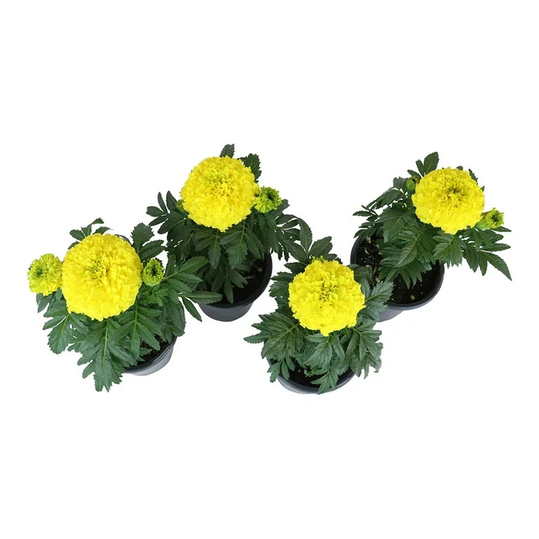 Expert Gardener 1PT Yellow Marigold African Live Plants (4 Pack) | Walmart (US)