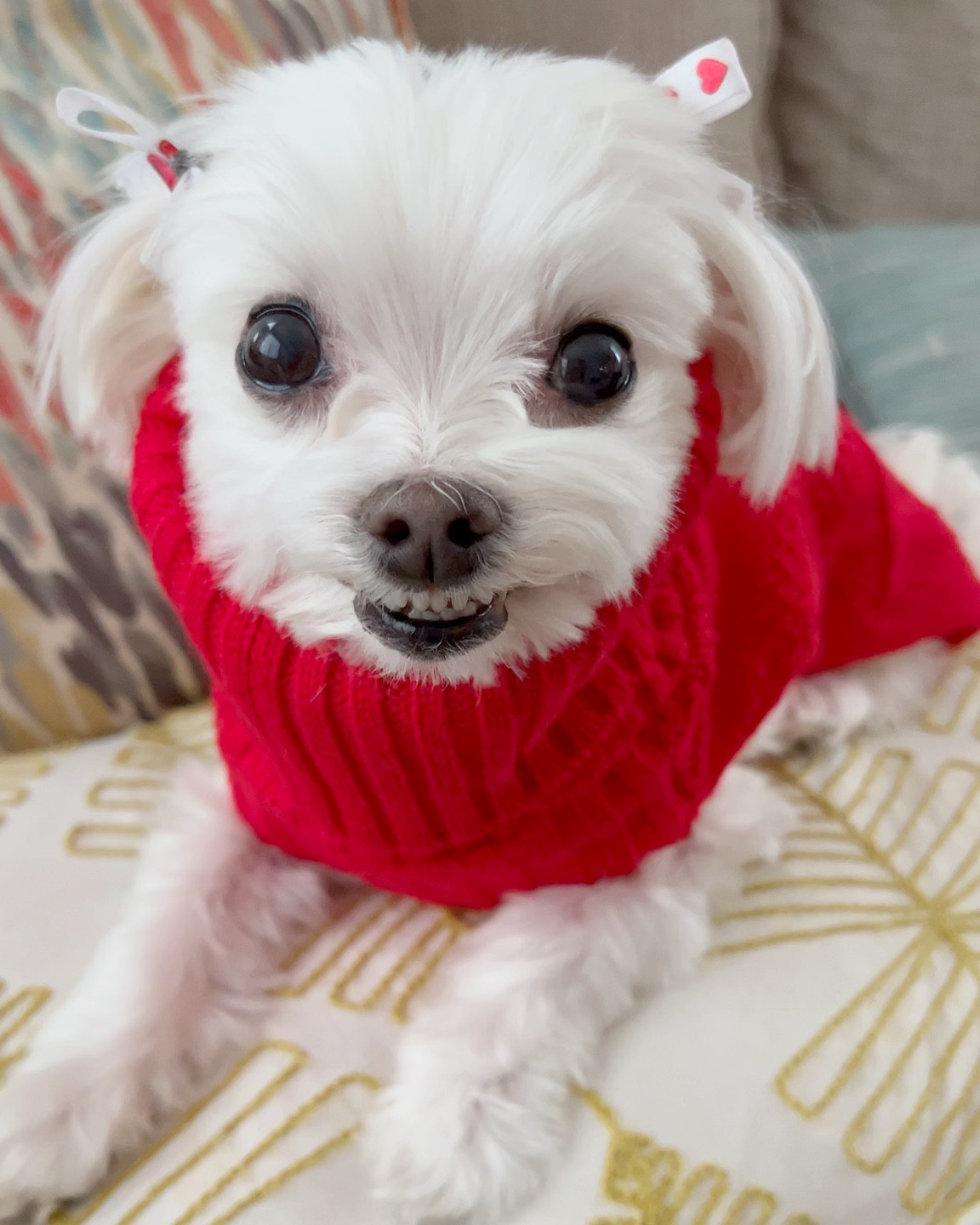 Target holiday red dog  or cat sweater 

#LTKHoliday #LTKunder50 #LTKSeasonal